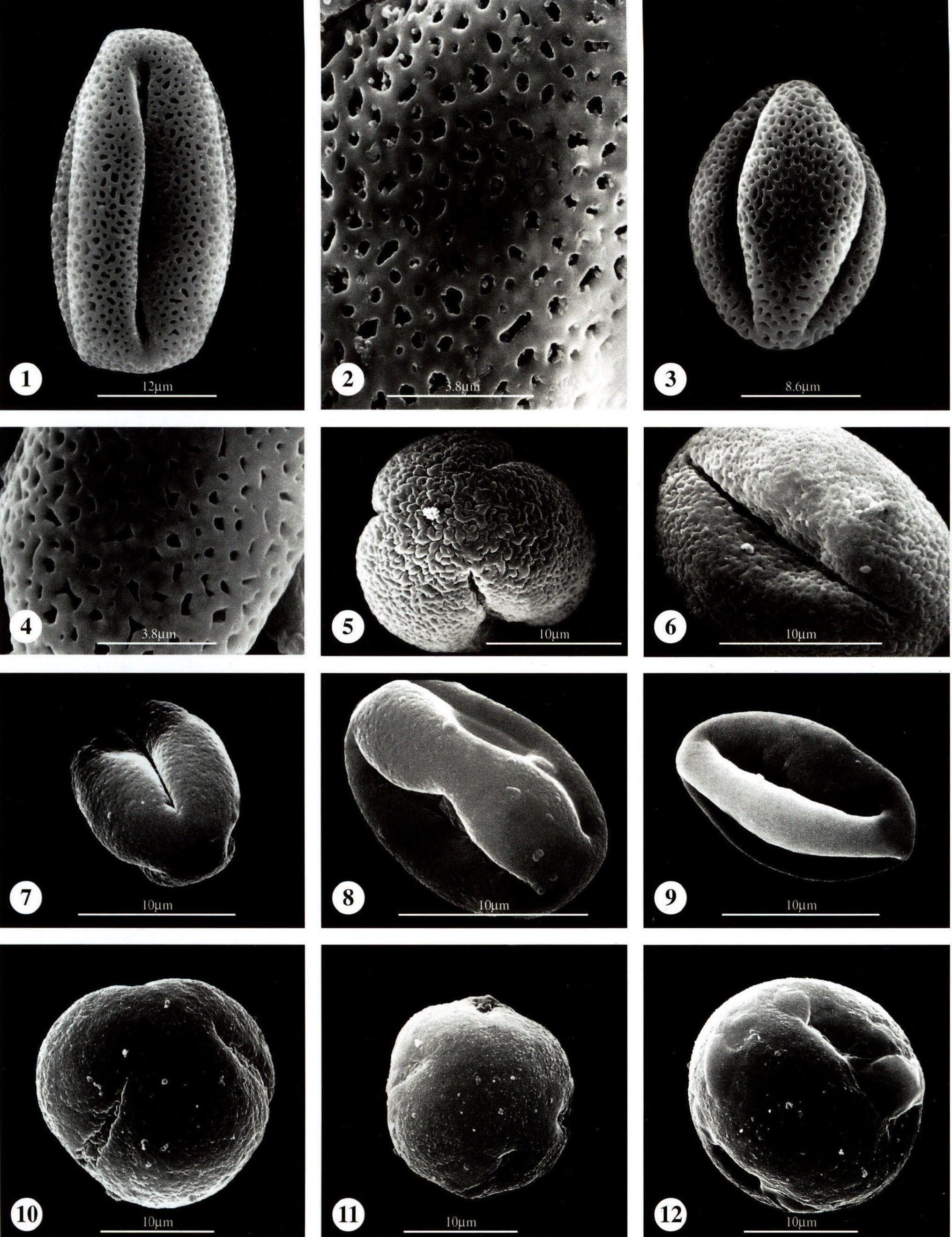 图版93 岩梅科 Diapensiaceae；紫金牛科 Myrsinaceae